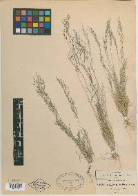 Muhlenbergia biloba image