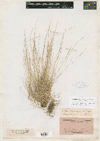 Muhlenbergia filiformis image