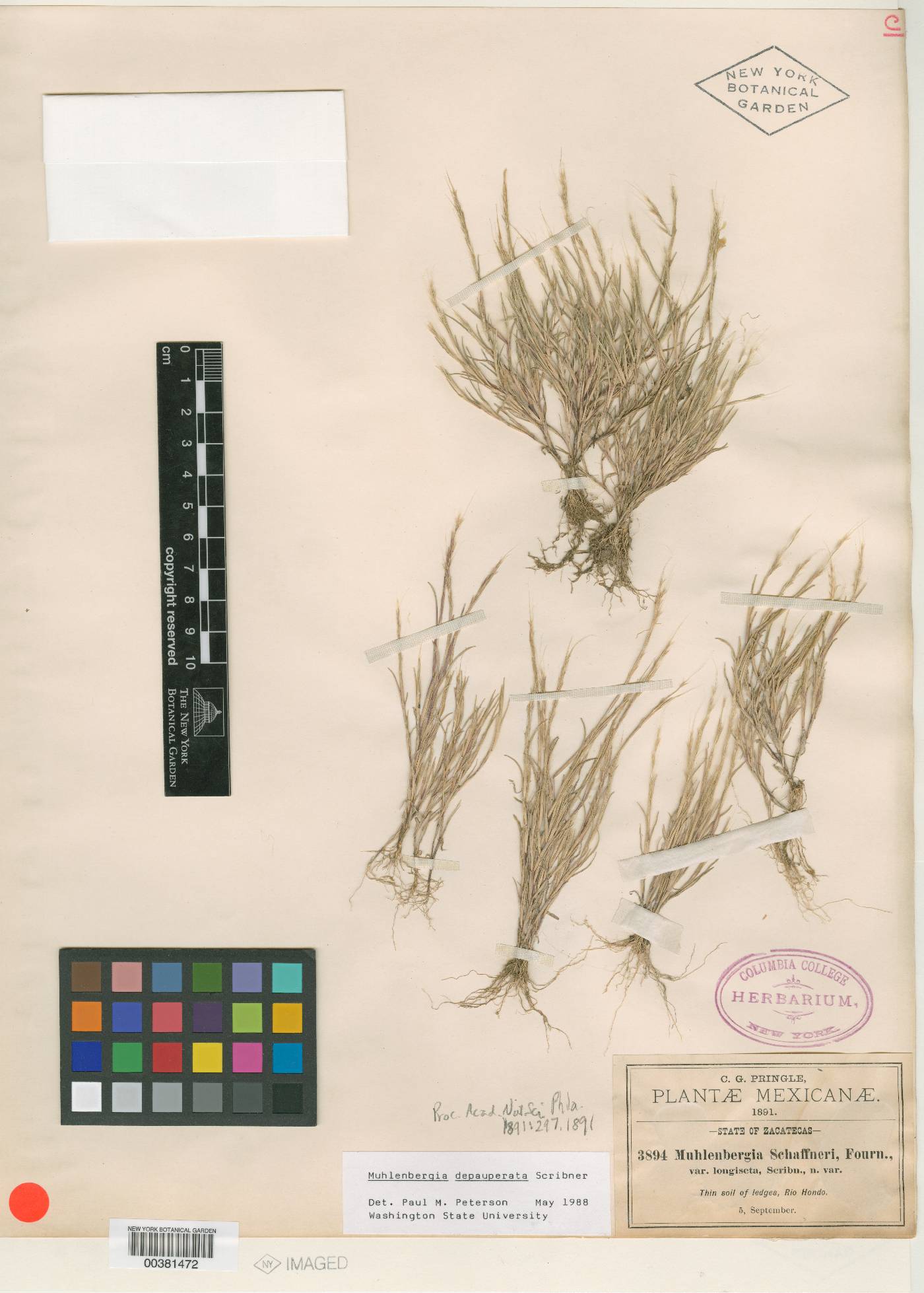 Muhlenbergia brevis image