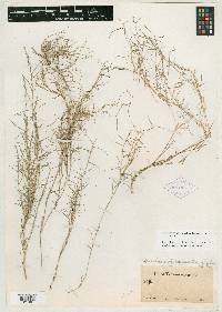 Muhlenbergia richardsonis image