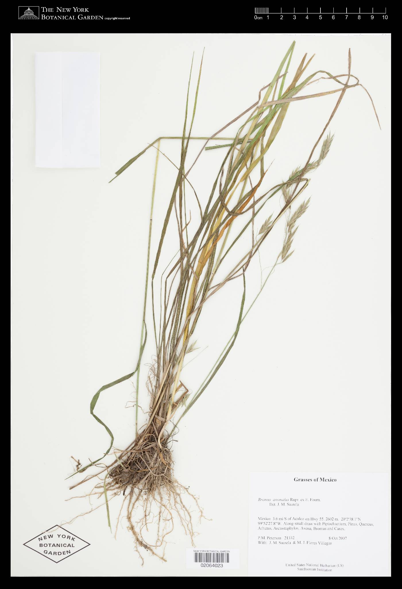 Bromus anomalus image