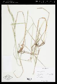 Bromus carinatus image