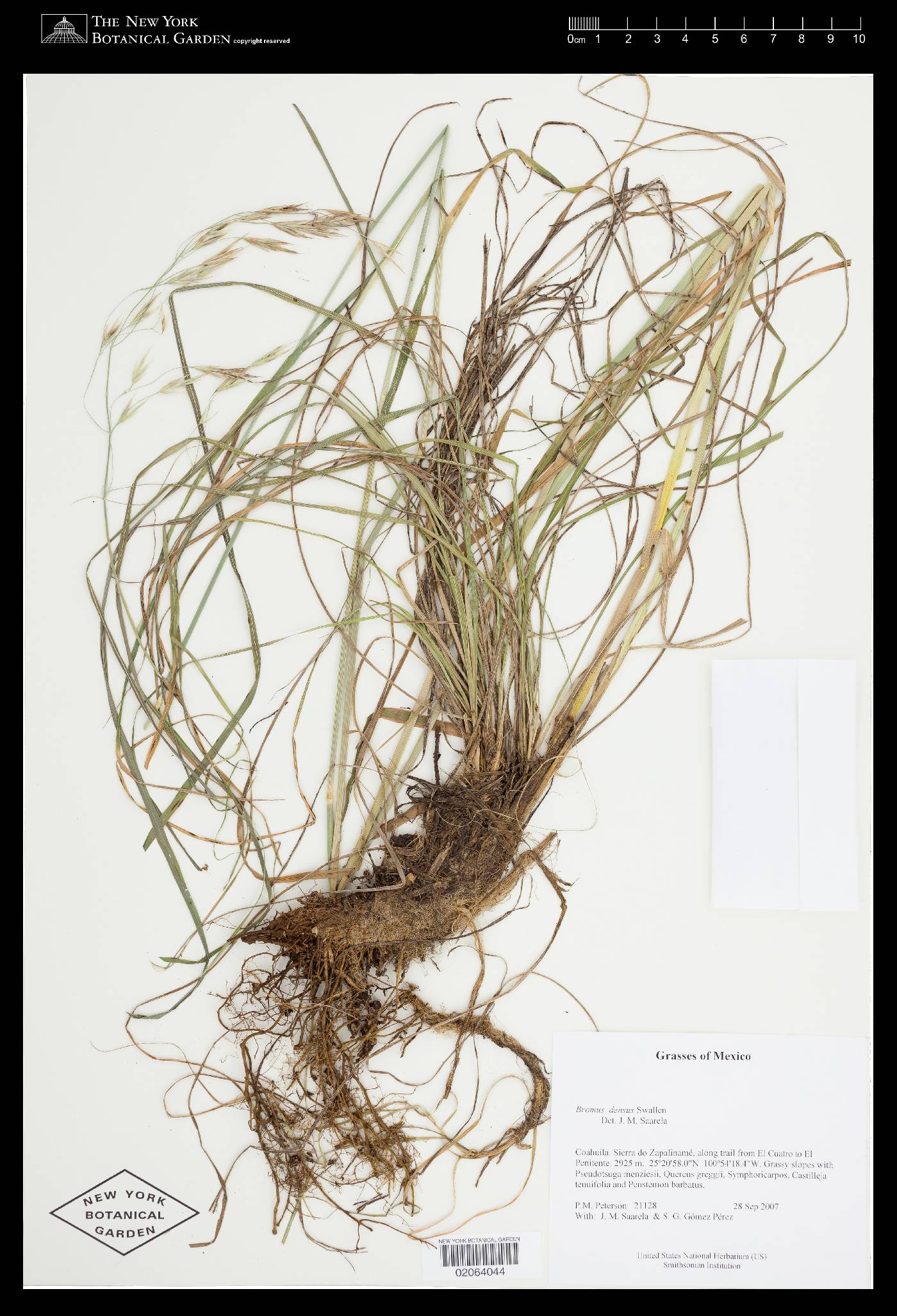 Bromus densus image