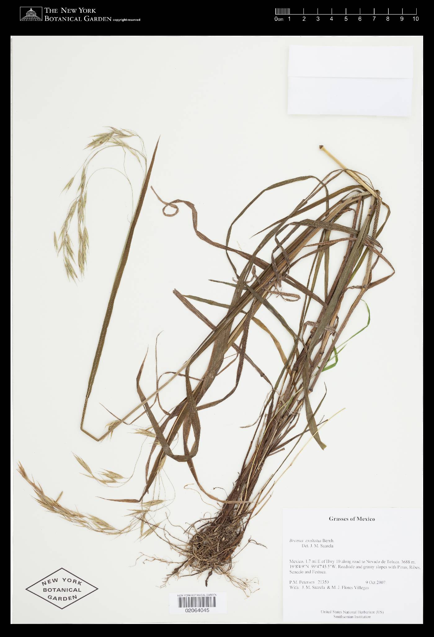 Bromus exaltatus image