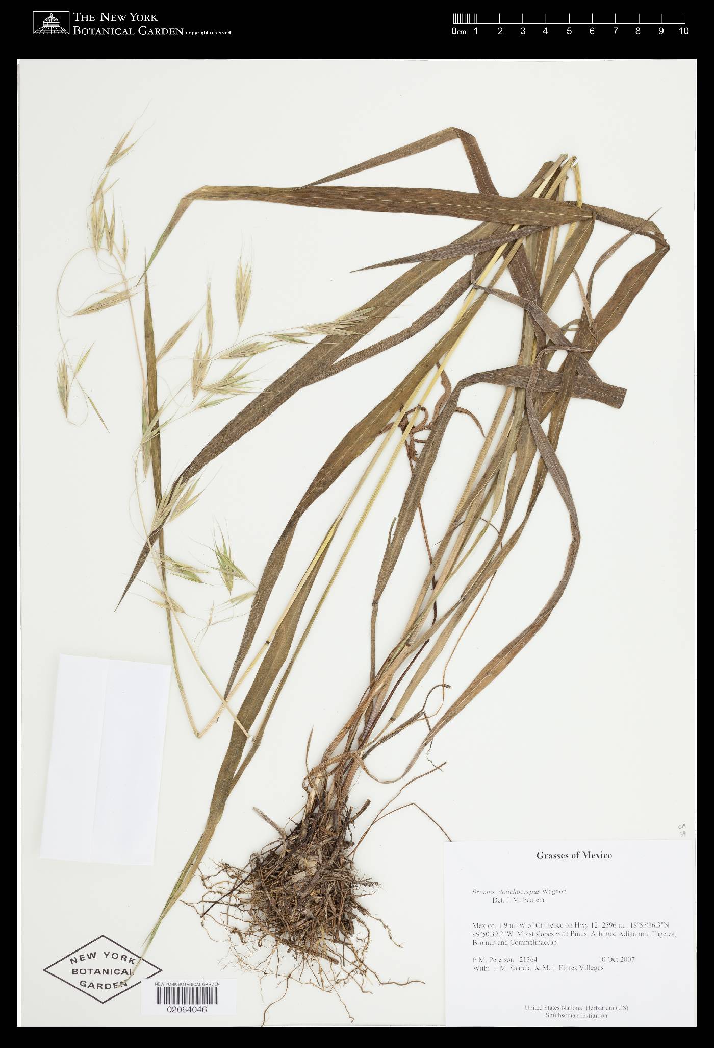 Bromus dolichocarpus image