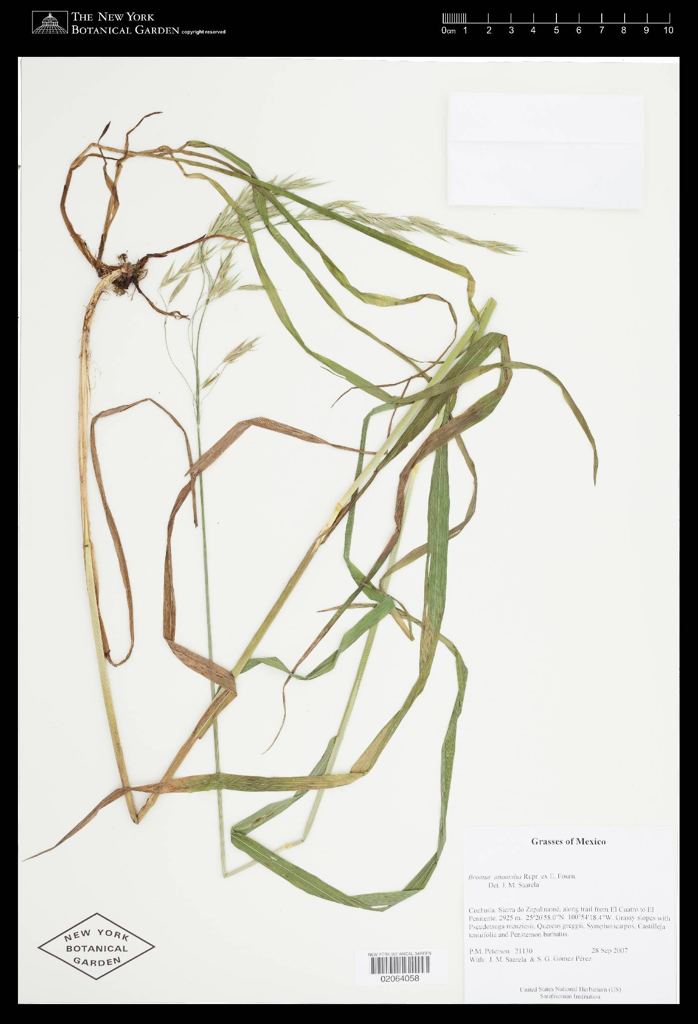 Bromus anomalus image