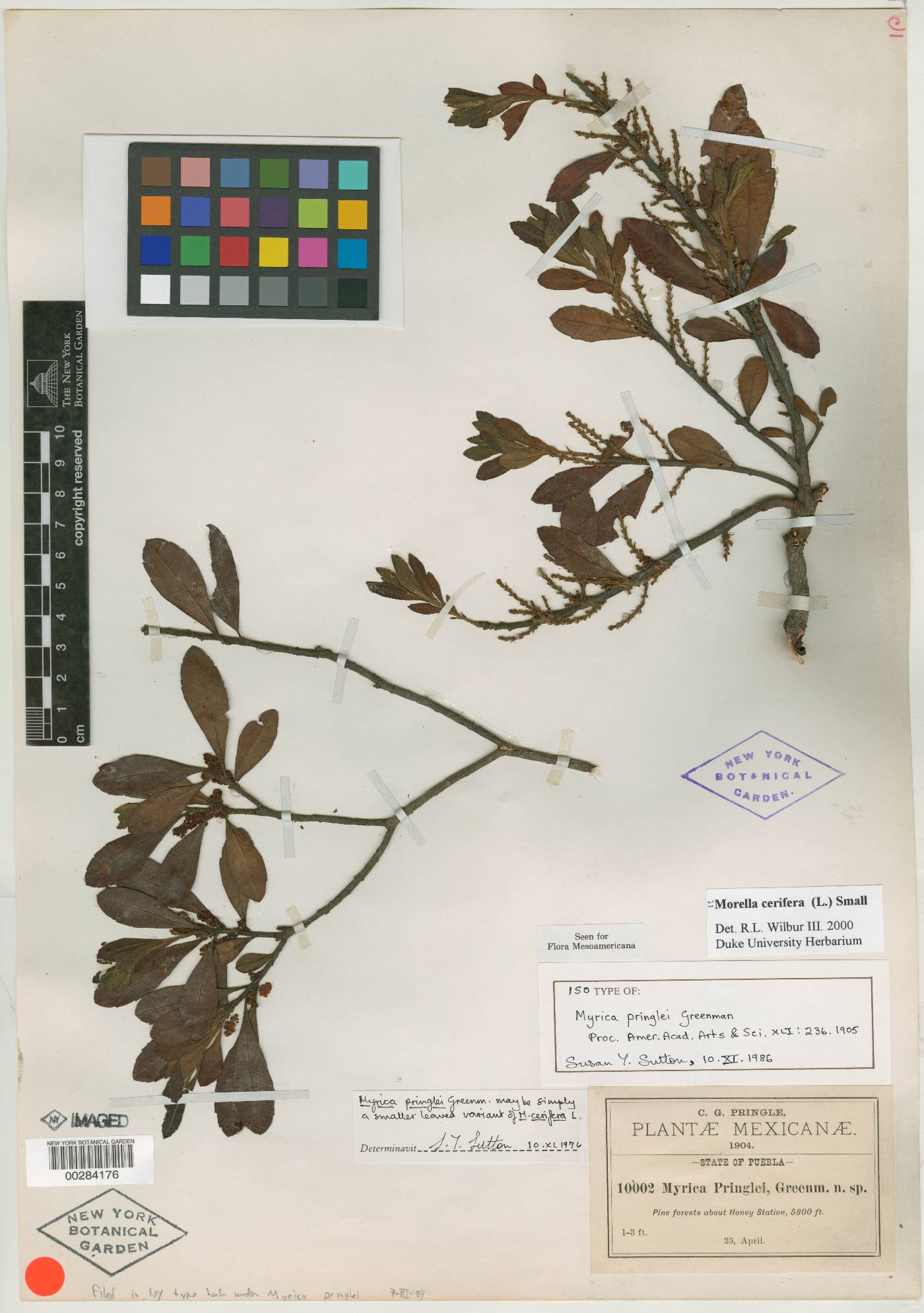 Myrica pringlei image