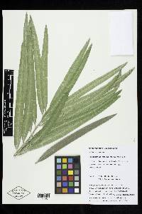 Podocarpus grayae image