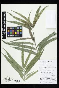 Podocarpus rumphii image