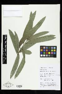 Podocarpus smithii image