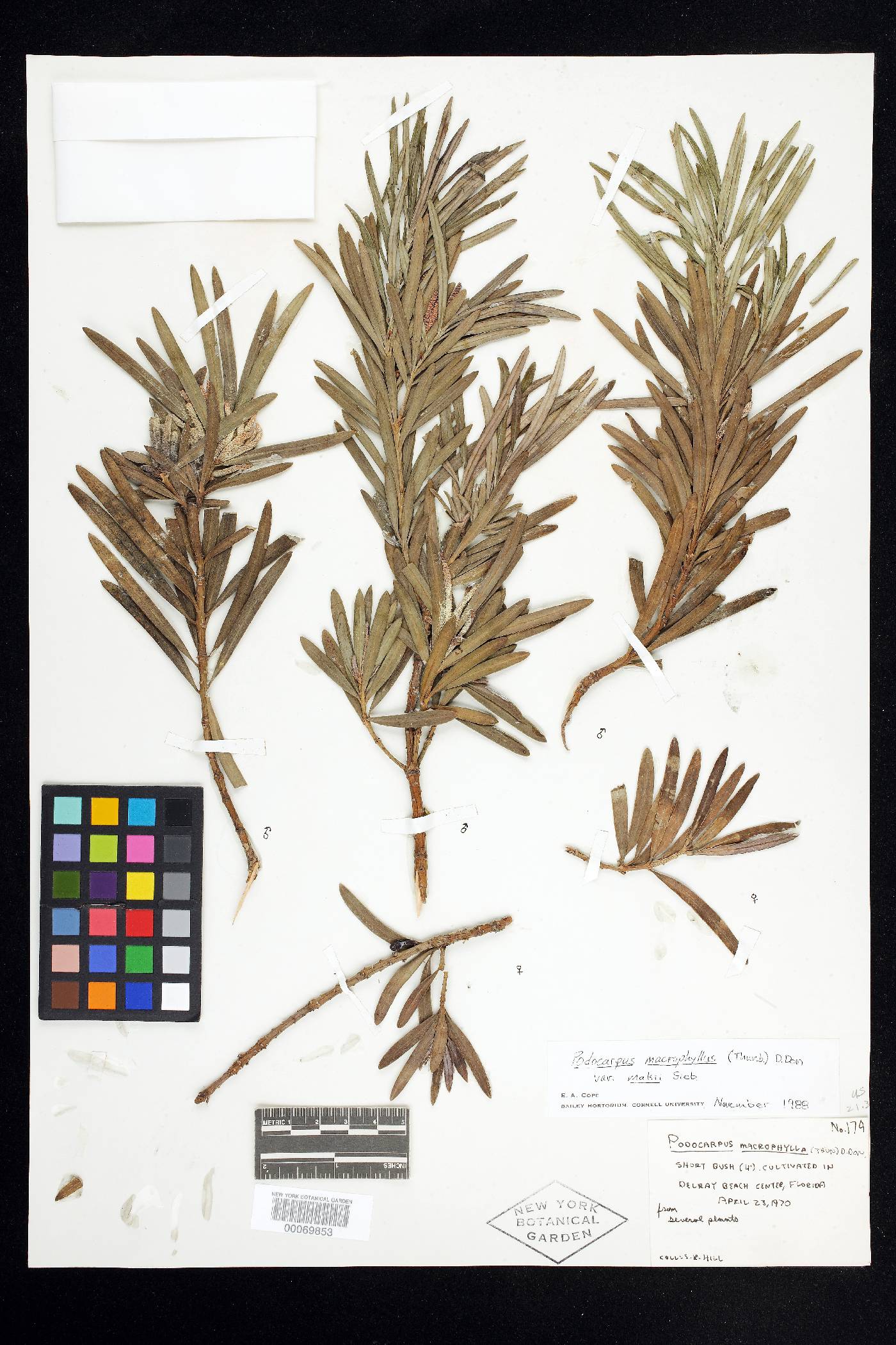 Podocarpus macrophyllus var. maki image