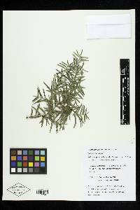 Podocarpus totara image