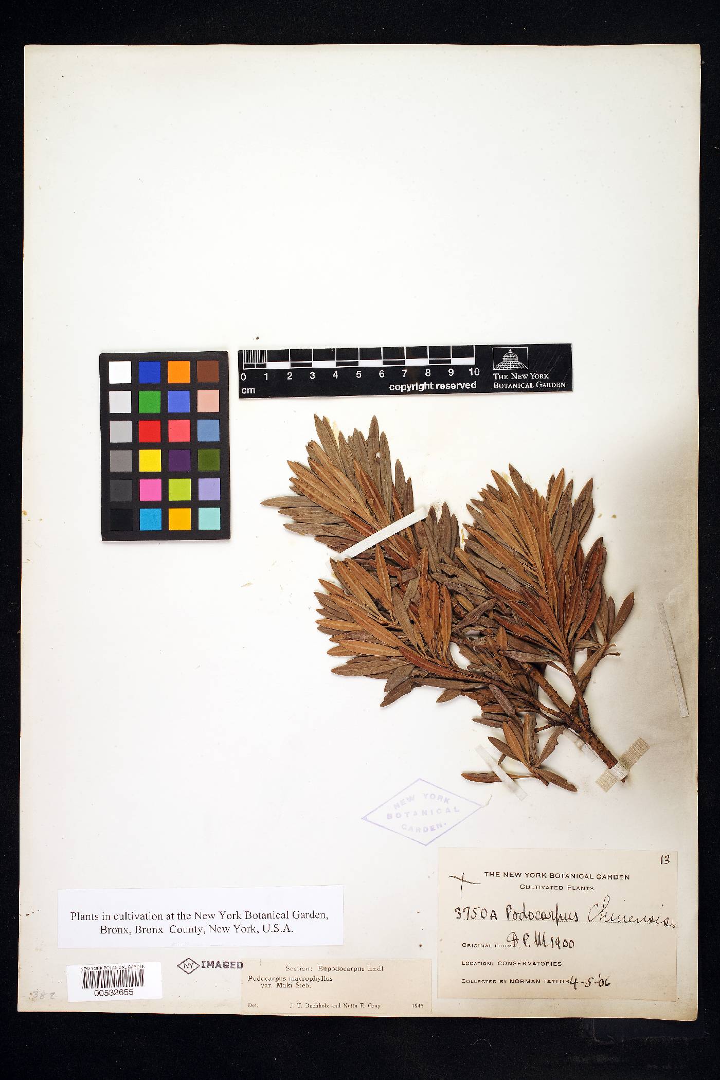 Podocarpus macrophyllus var. maki image