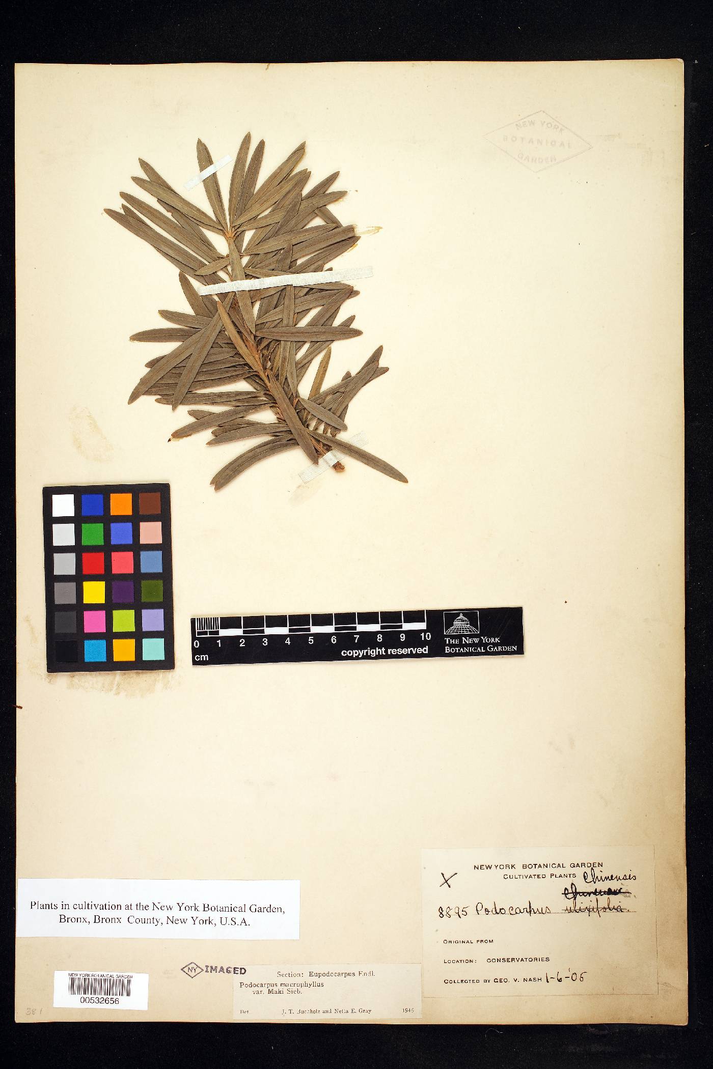 Podocarpus macrophyllus var. maki image
