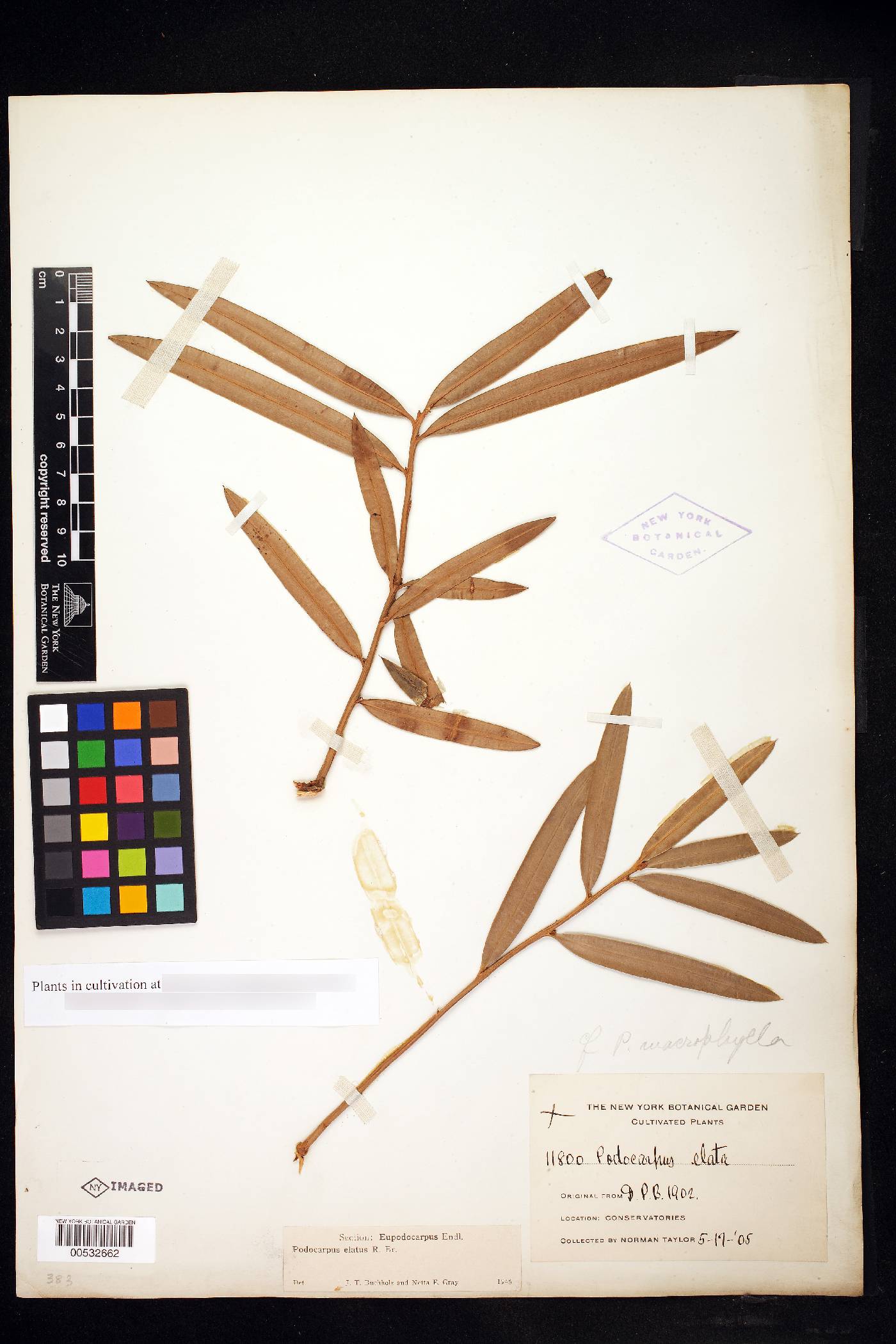 Podocarpus elatus image