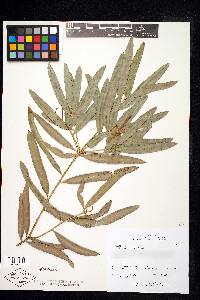 Podocarpus elatus image