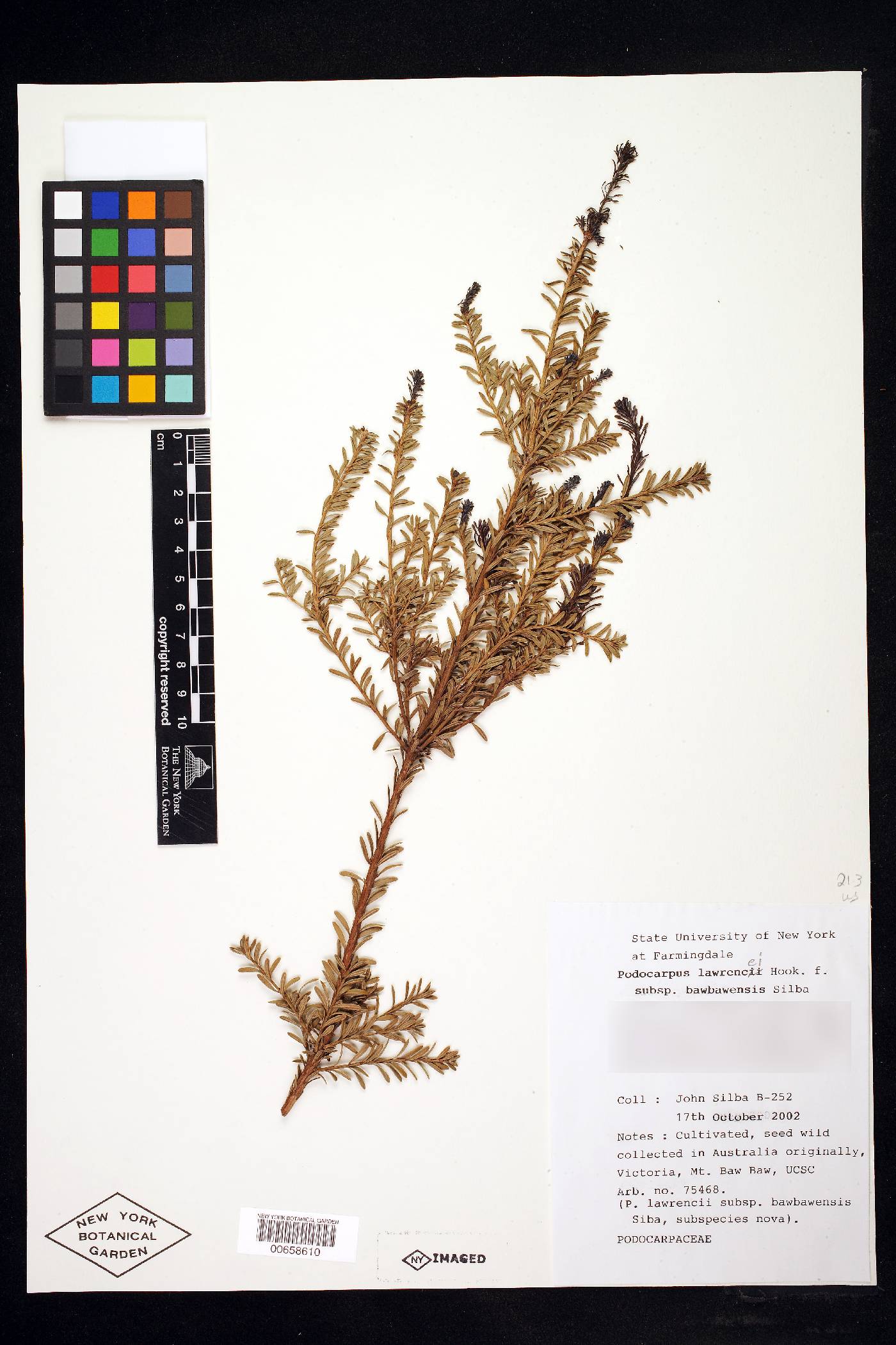 Podocarpus lawrencei image