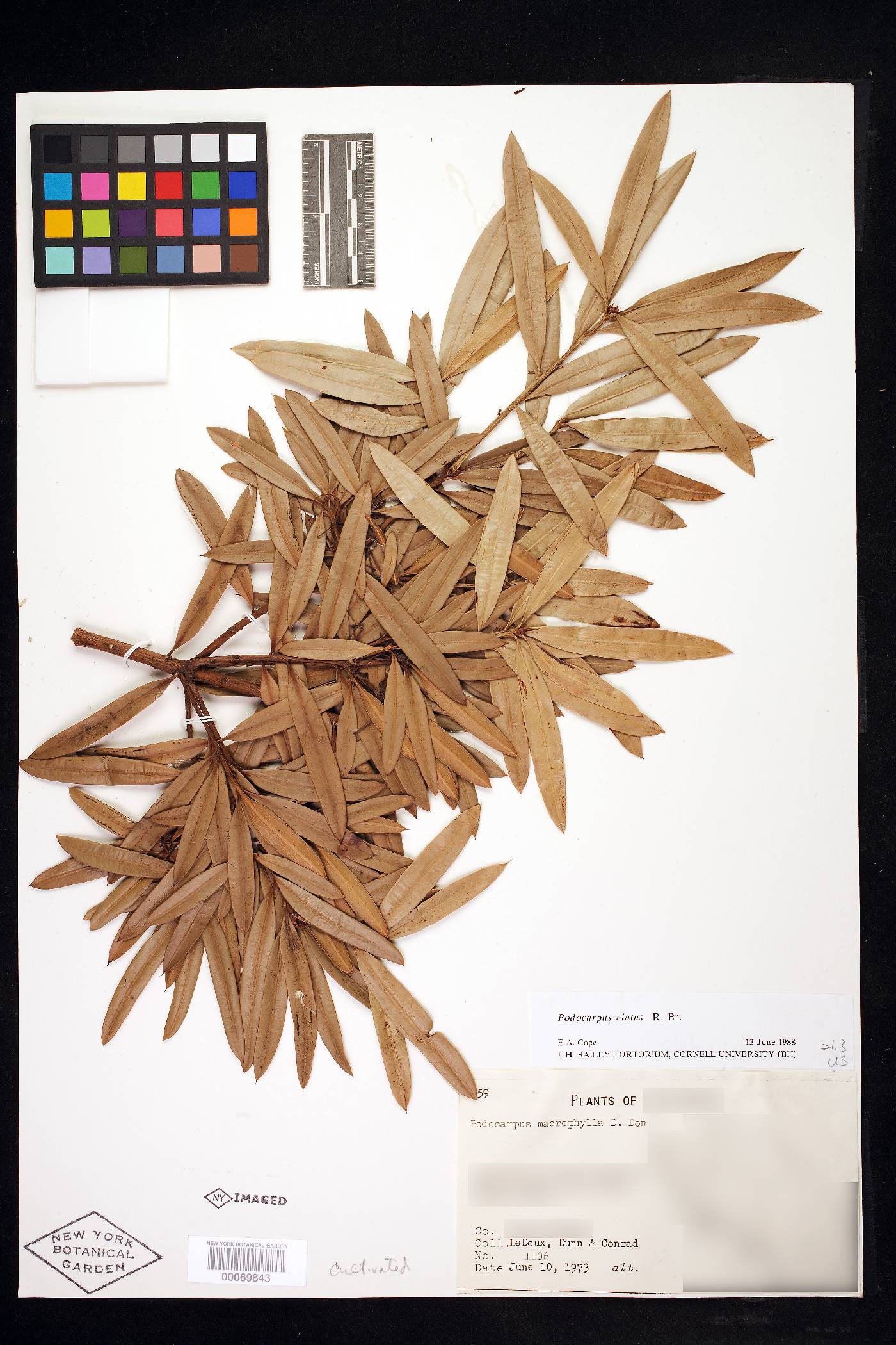 Podocarpus elatus image