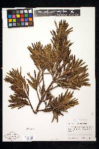 Podocarpus macrophyllus image