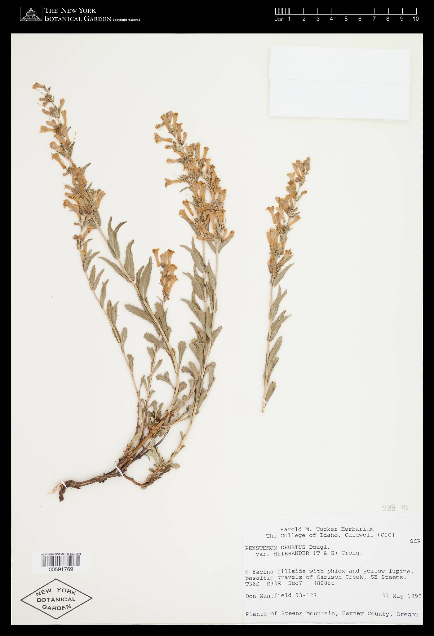 Penstemon deustus var. pedicellatus image