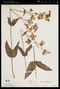 Penstemon digitalis image