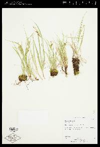 Carex aurea image