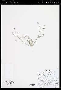 Astragalus didymocarpus image