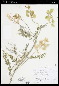 Astragalus trichopodus var. lonchus image