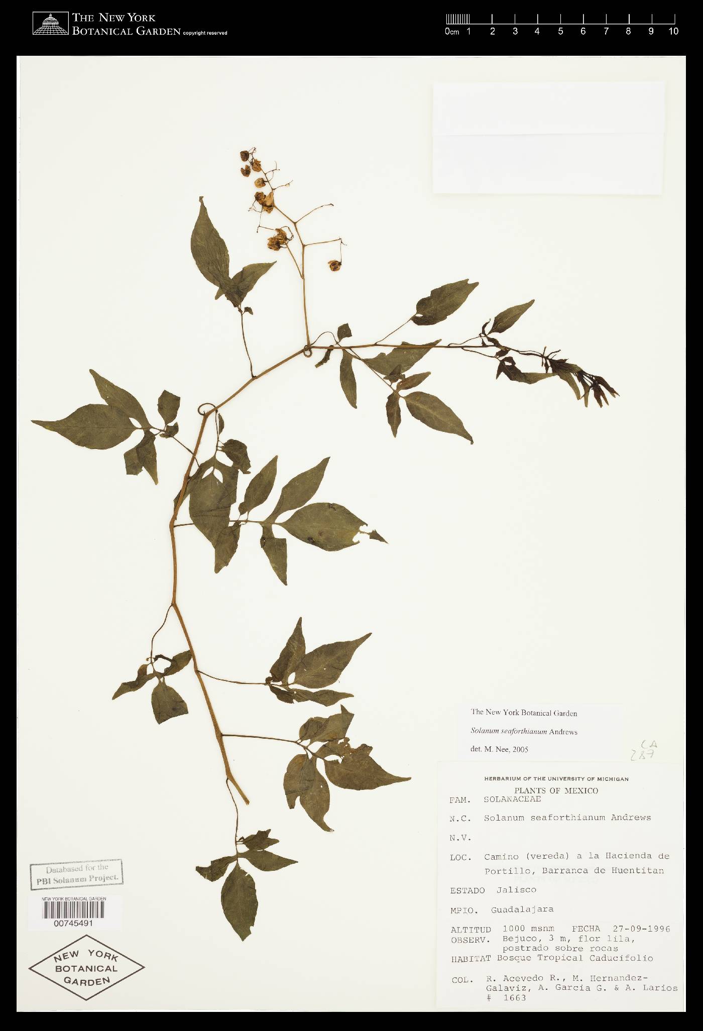 Solanum seaforthianum image