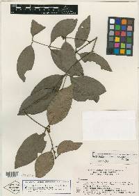 Eugenia inirebensis image