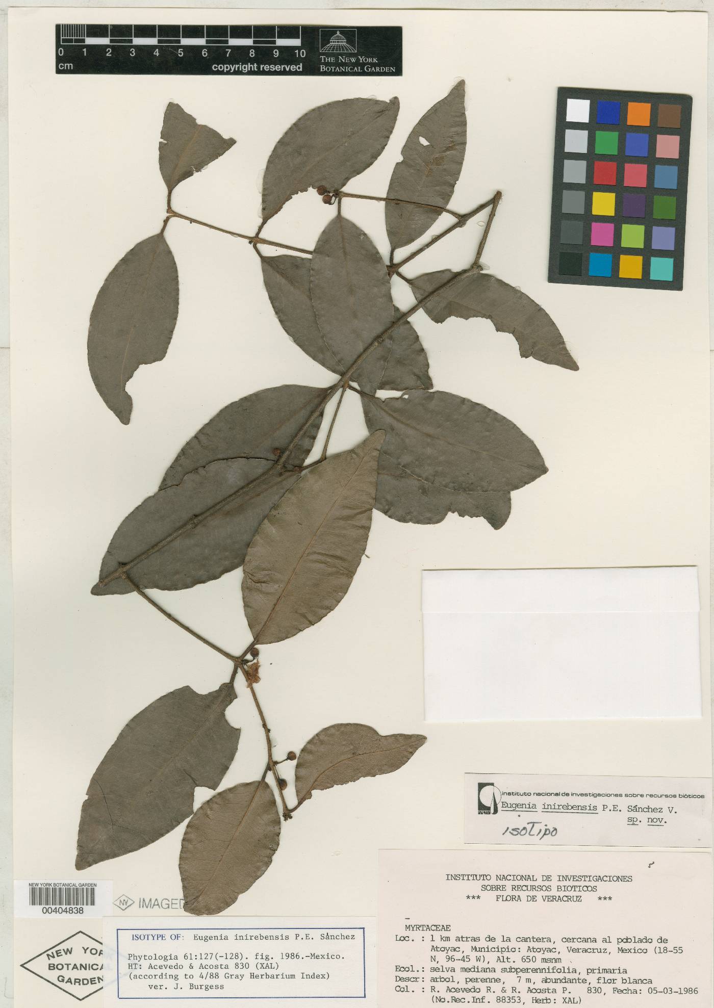 Eugenia inirebensis image