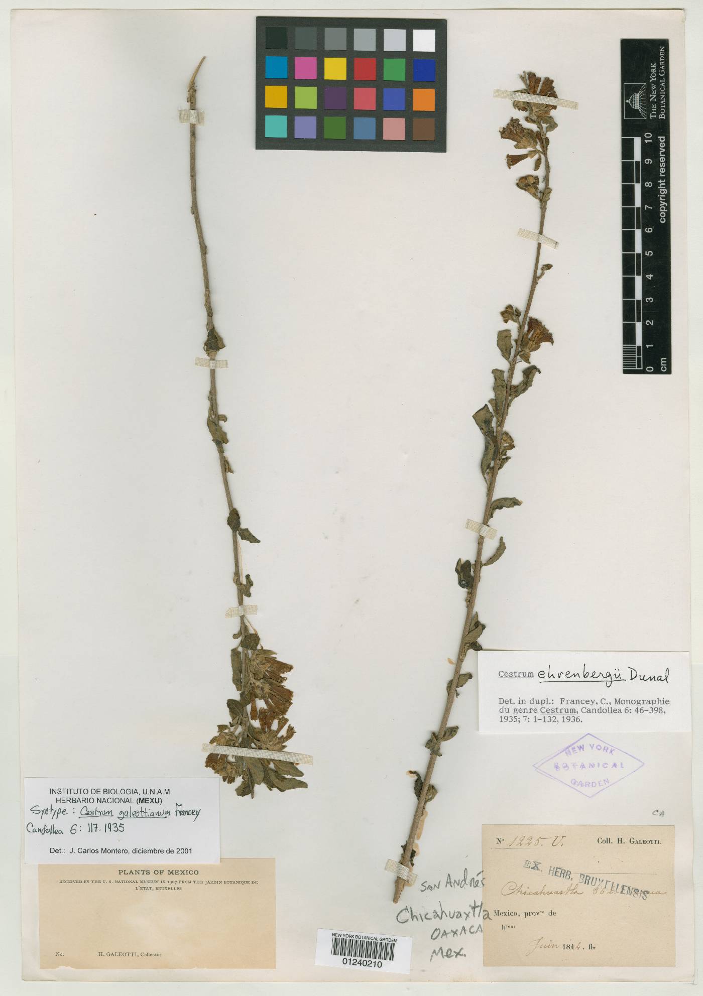 Cestrum galeottianum image