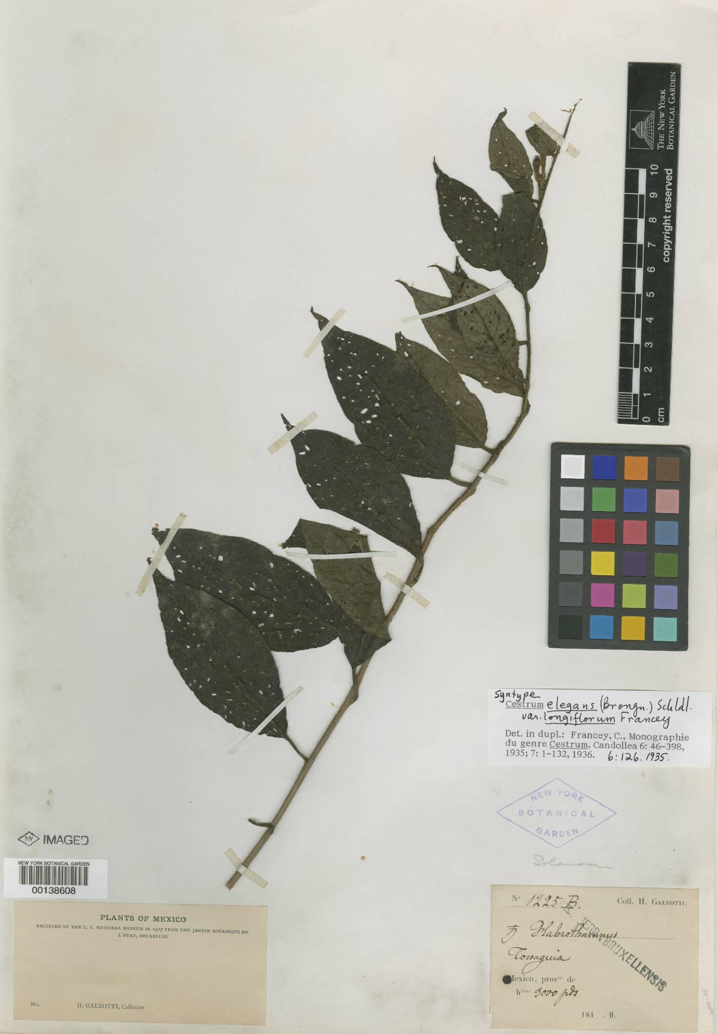 Cestrum elegans image