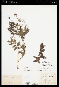 Solanum verrucosum image