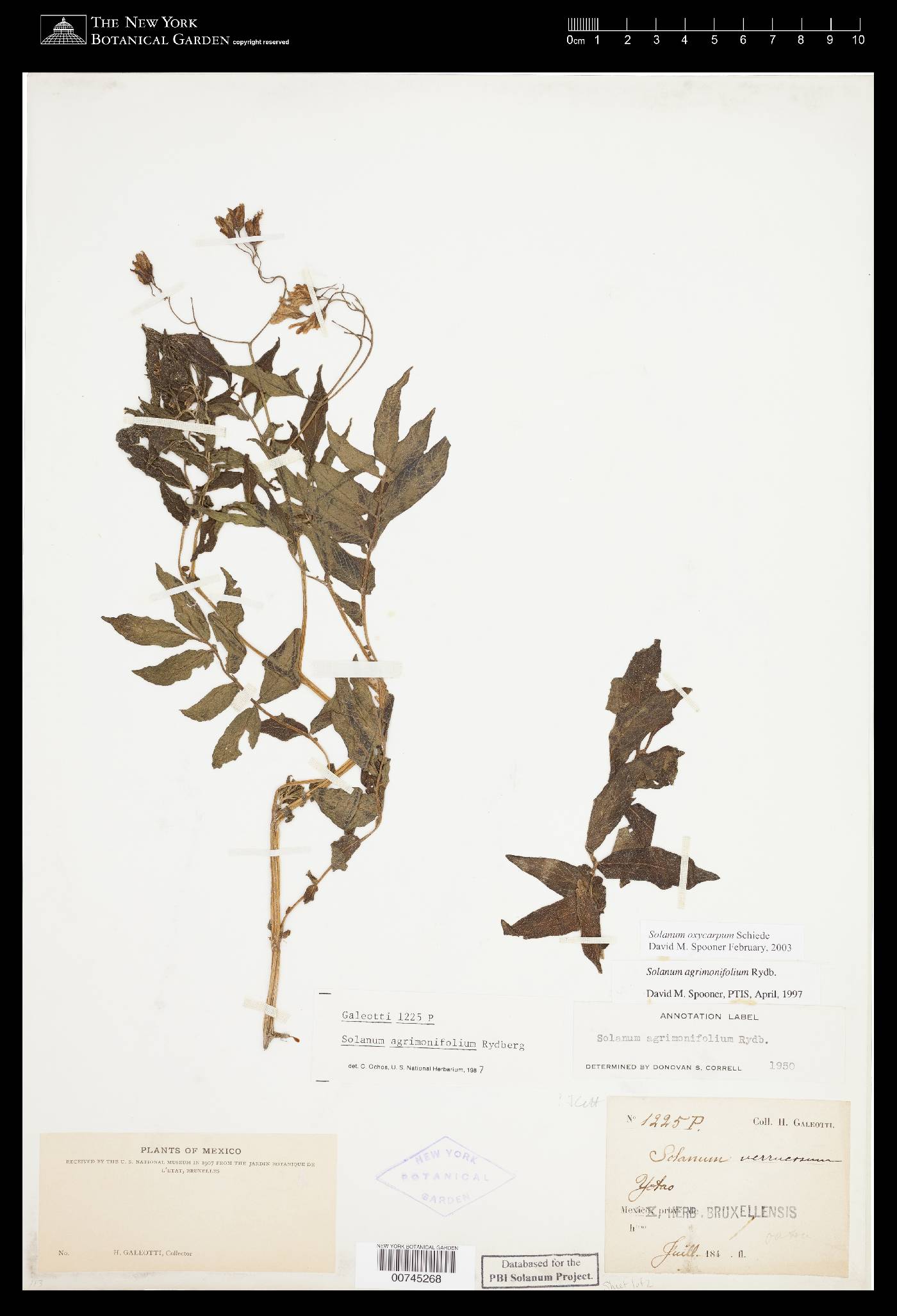 Solanum verrucosum image