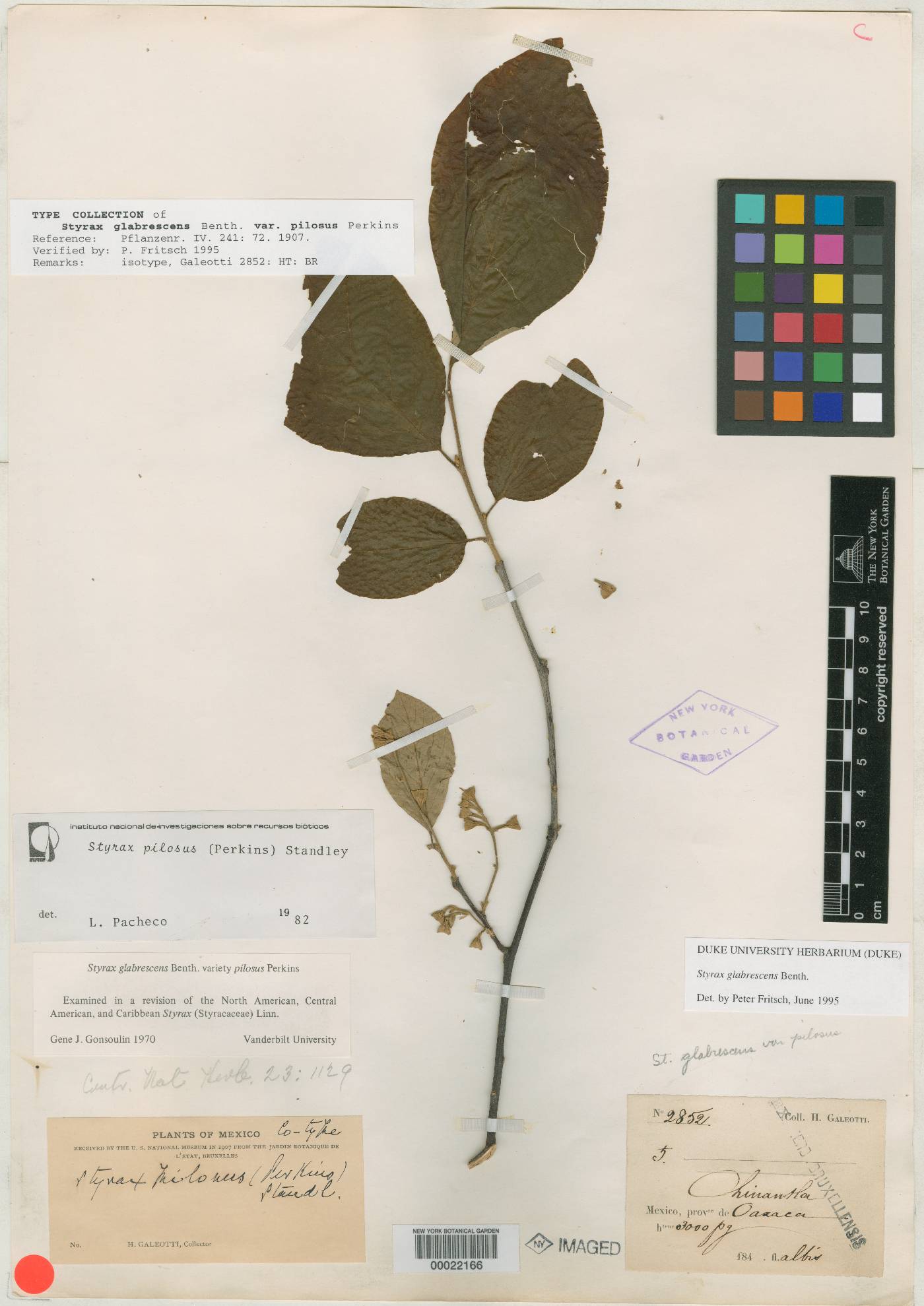 Styrax glabrescens var. pilosus image