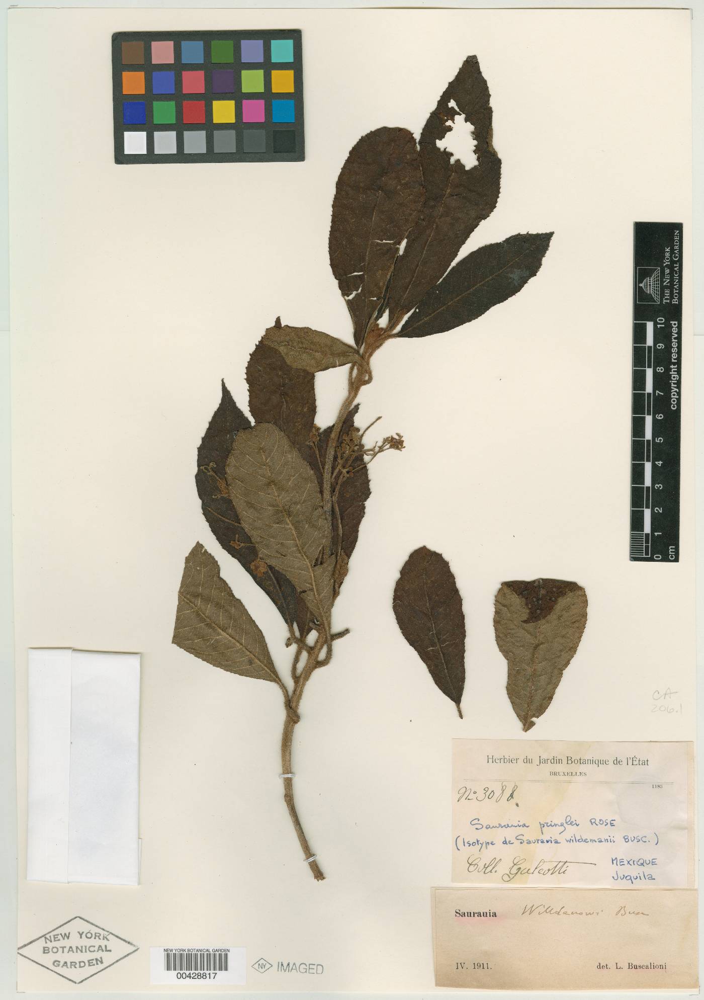 Saurauia pringlei image