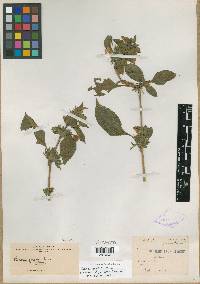 Ruellia galeottii image