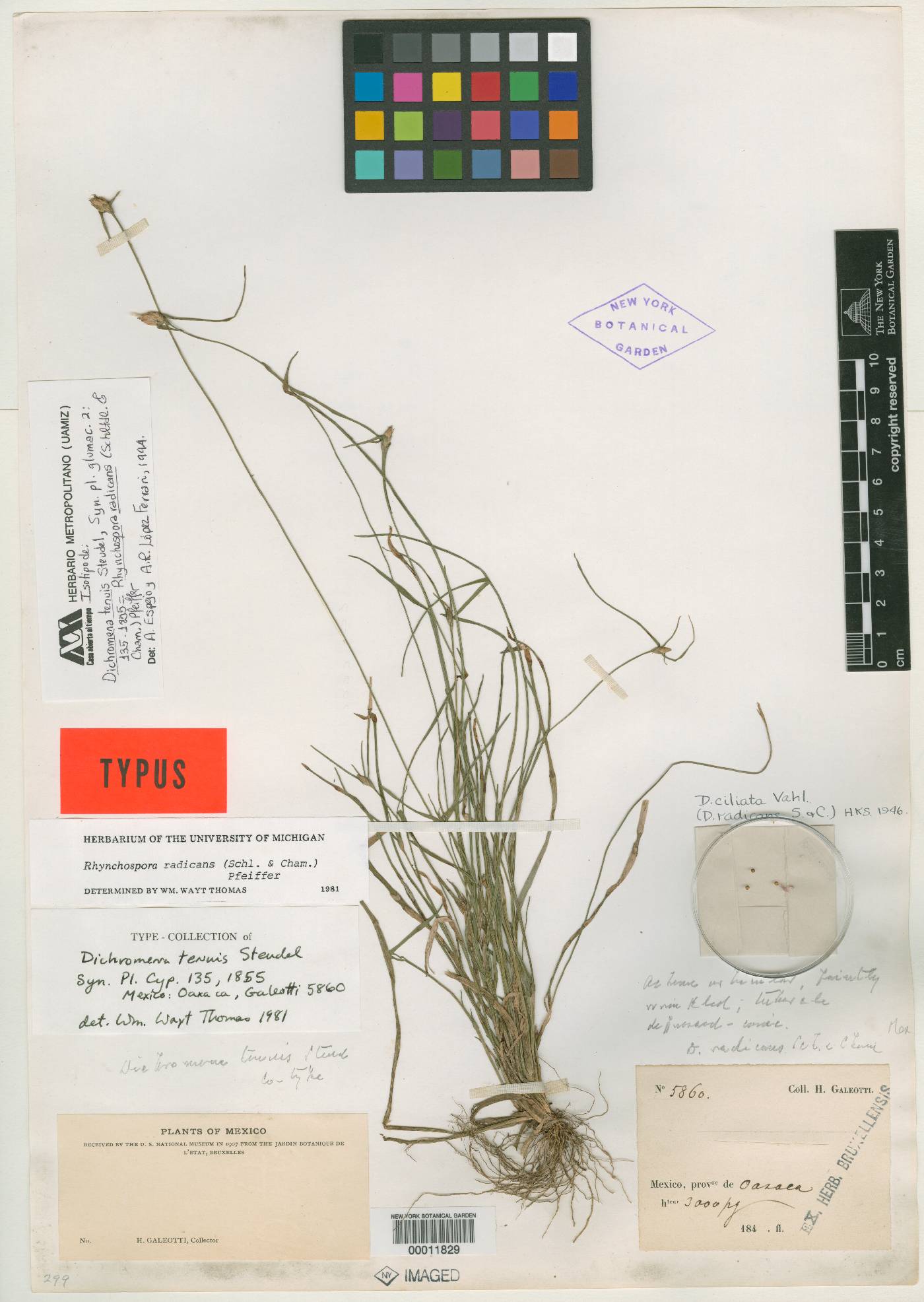 Rhynchospora radicans subsp. radicans image