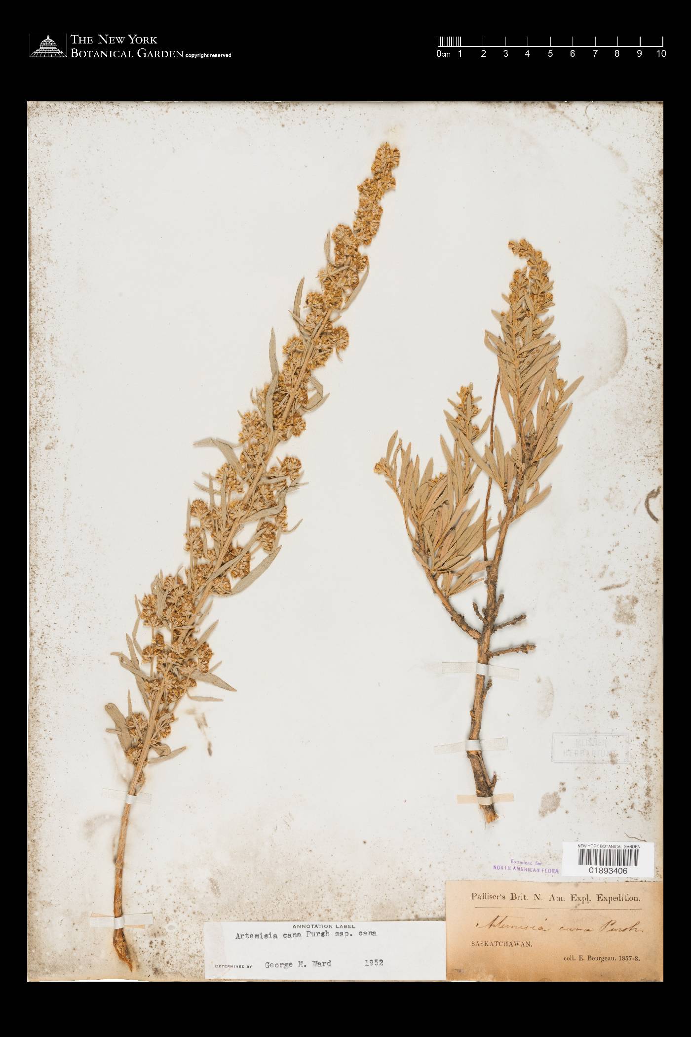 Artemisia cana image
