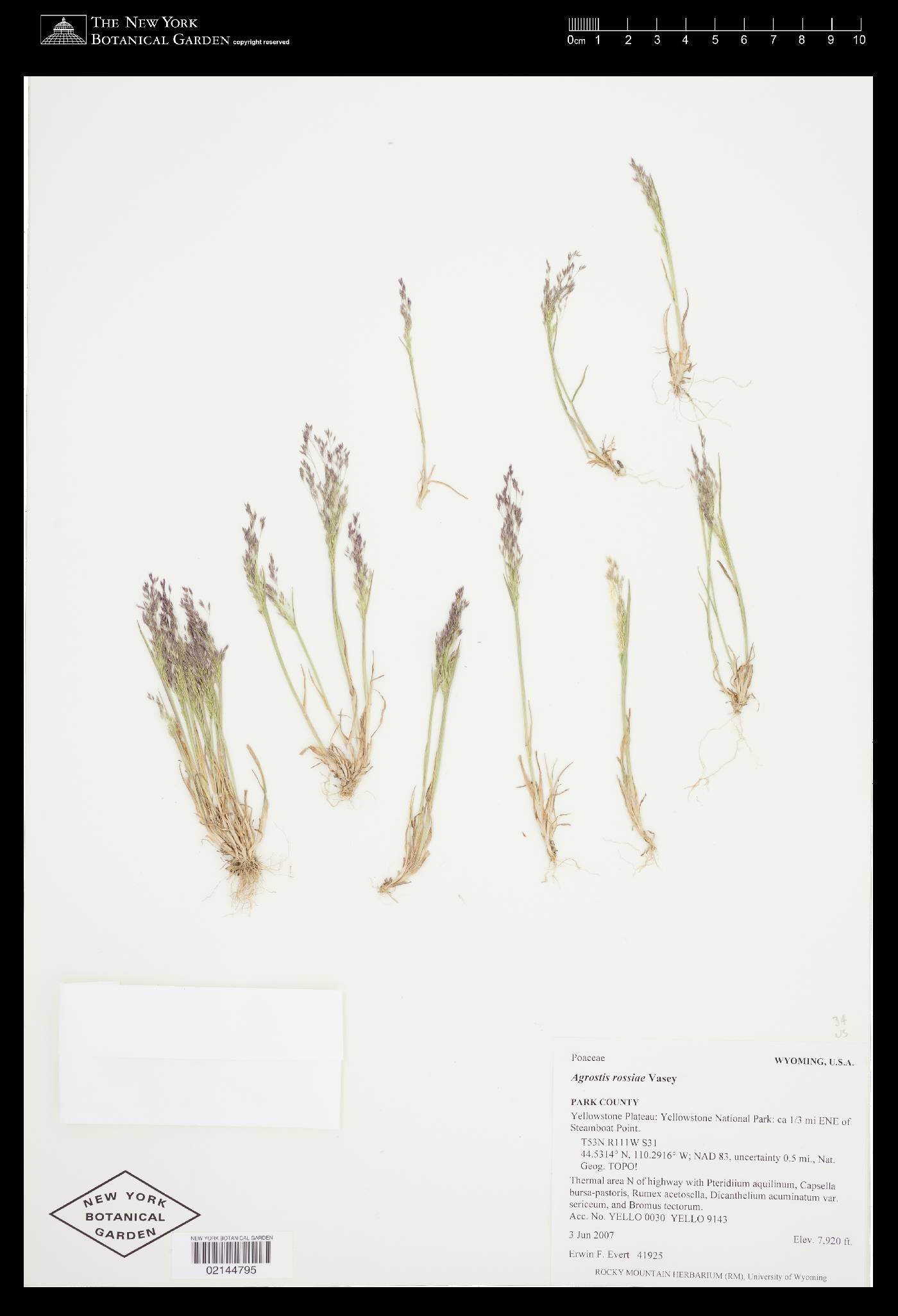 Agrostis rossiae image