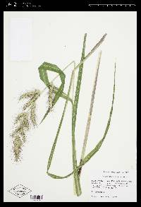 Echinochloa walteri image