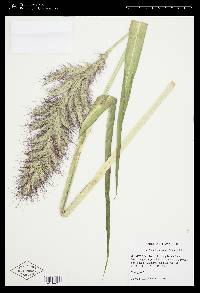 Echinochloa walteri image