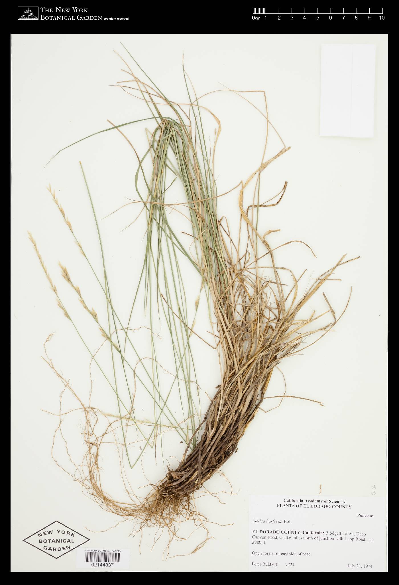 Melica harfordii image