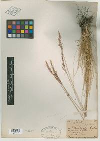 Poa secunda var. nevadensis image