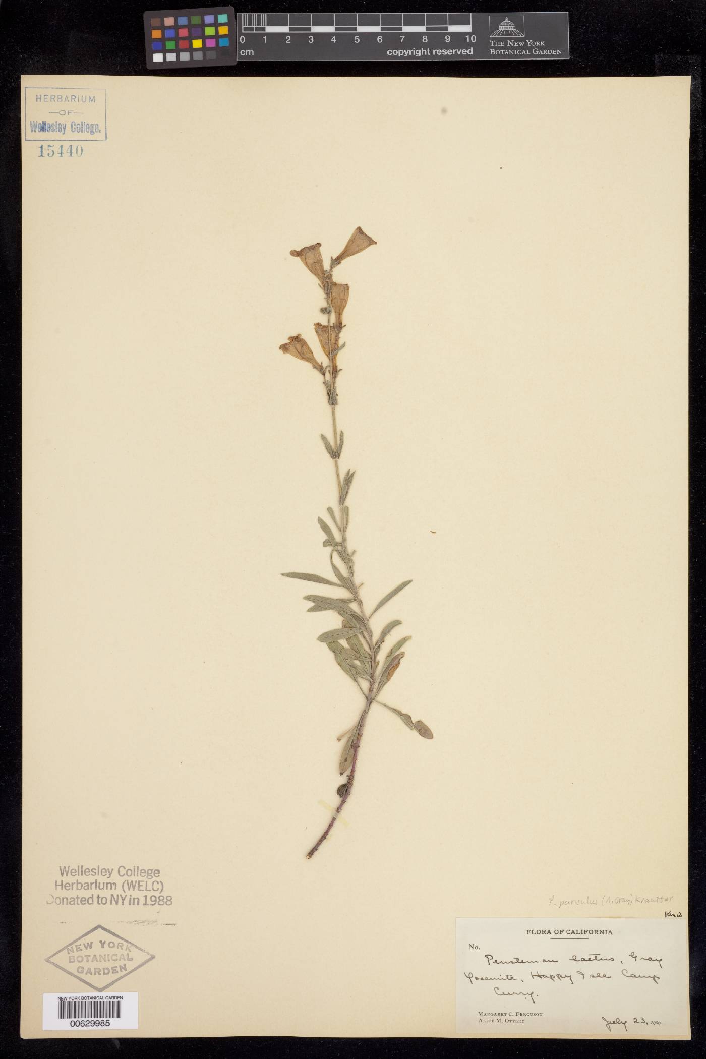 Penstemon parvulus image