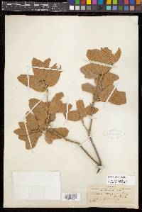 Quercus grisea image