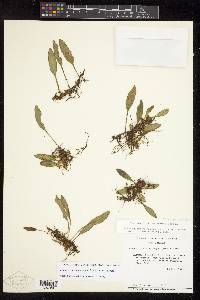 Elaphoglossum revolutum image