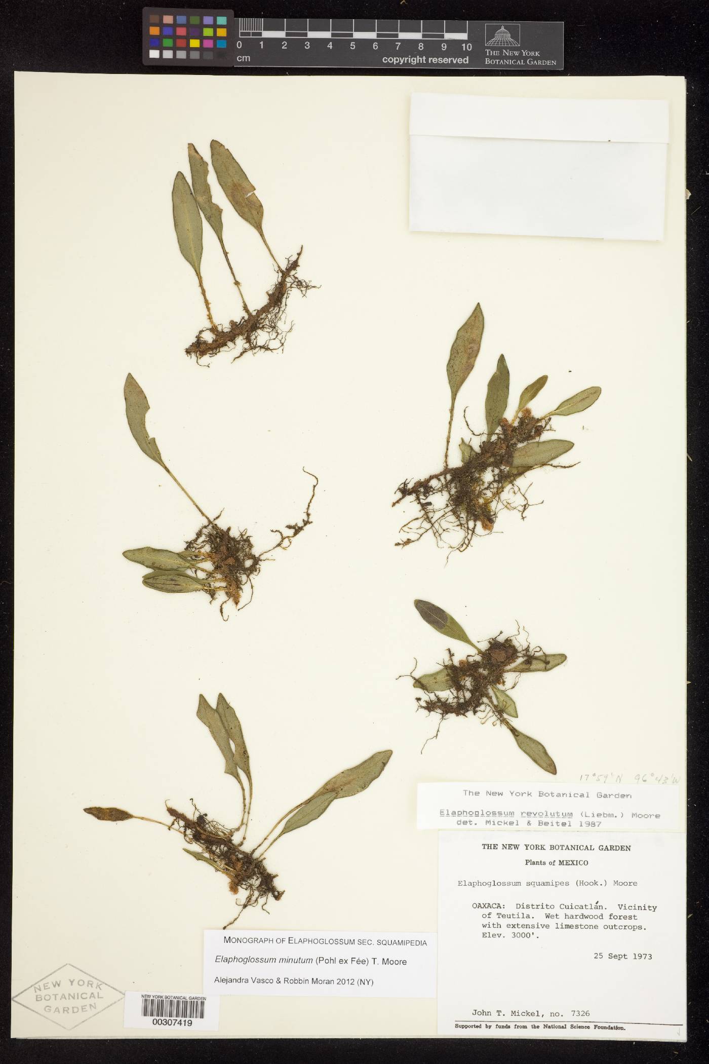 Elaphoglossum revolutum image