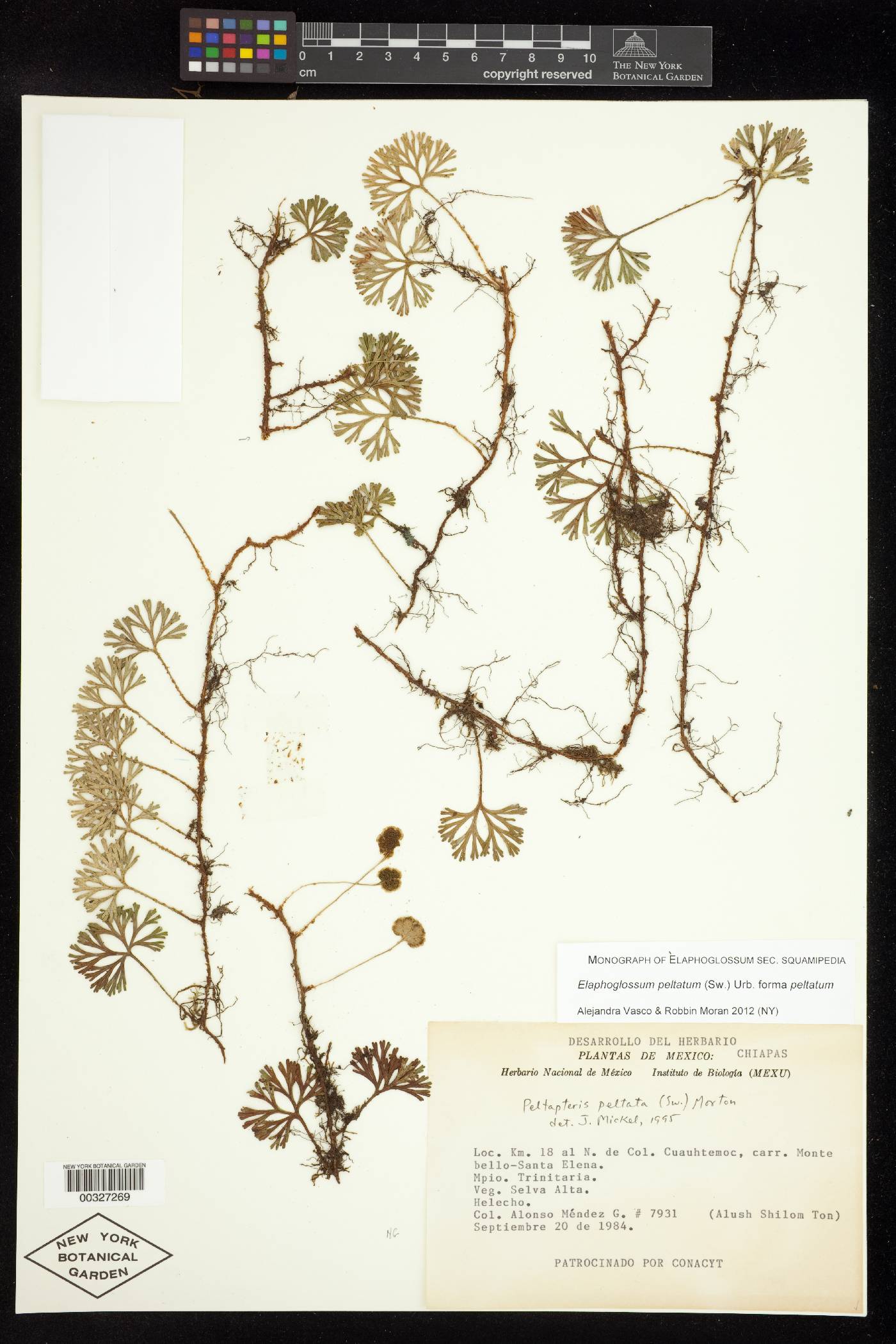 Elaphoglossum peltatum f. peltatum image